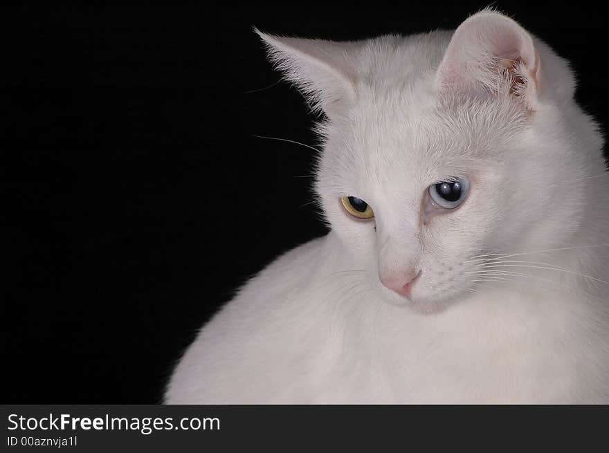 A white cat with one yellow and one blue eye against a black background. A white cat with one yellow and one blue eye against a black background.