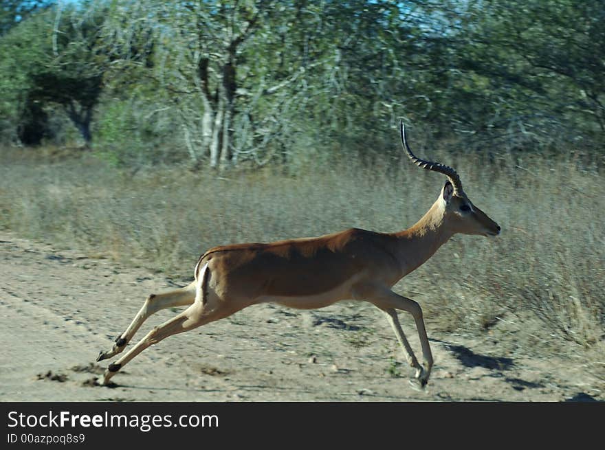 Impala