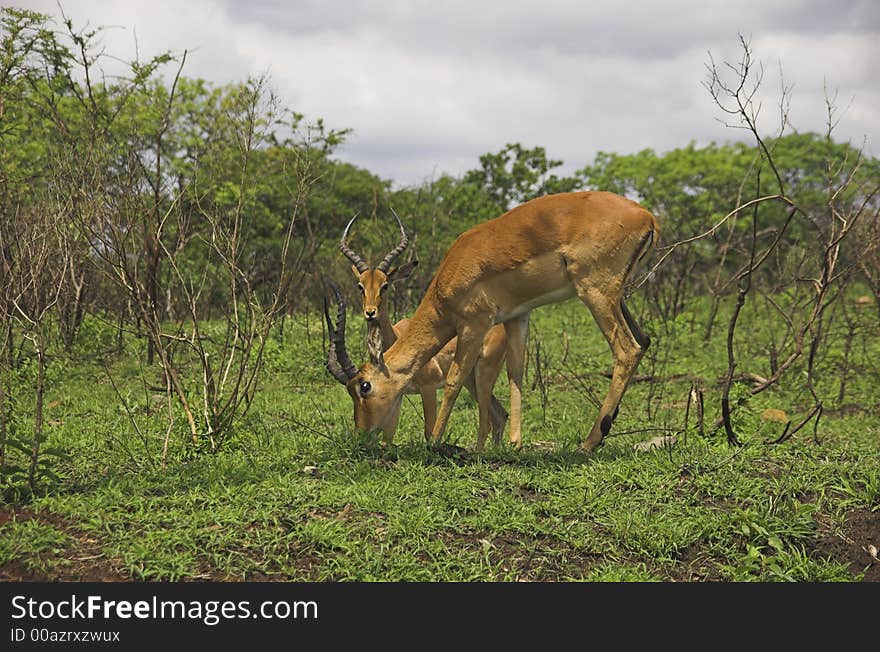 Impalas In Bush