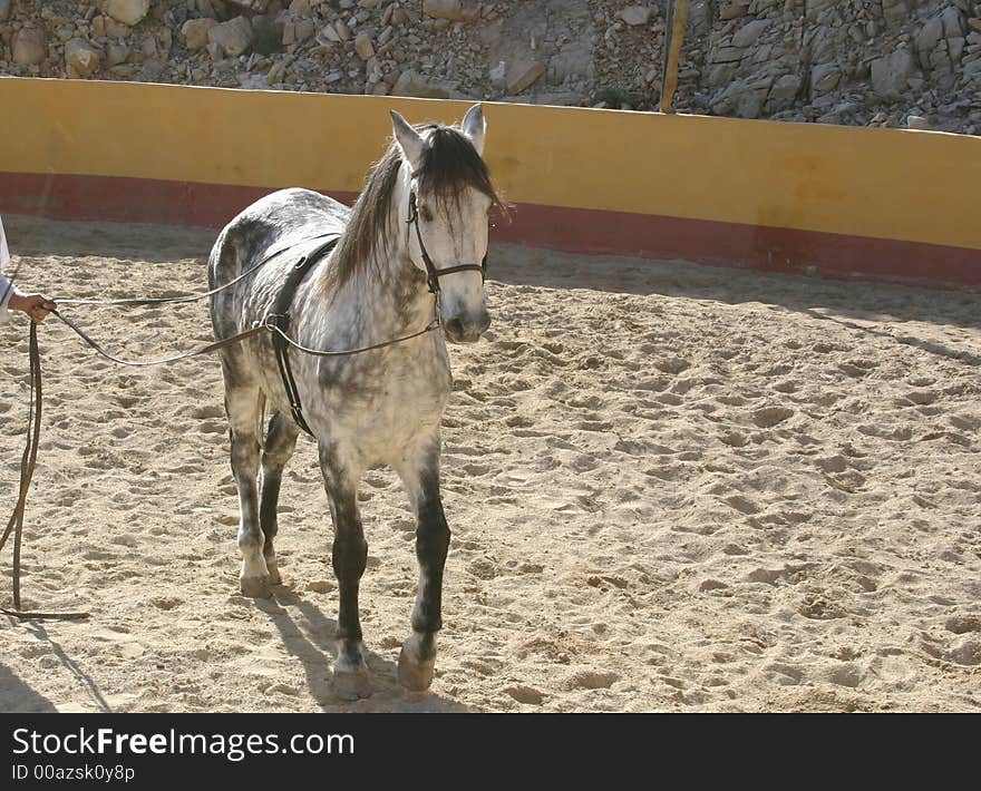 Spanish stallion in a training ring