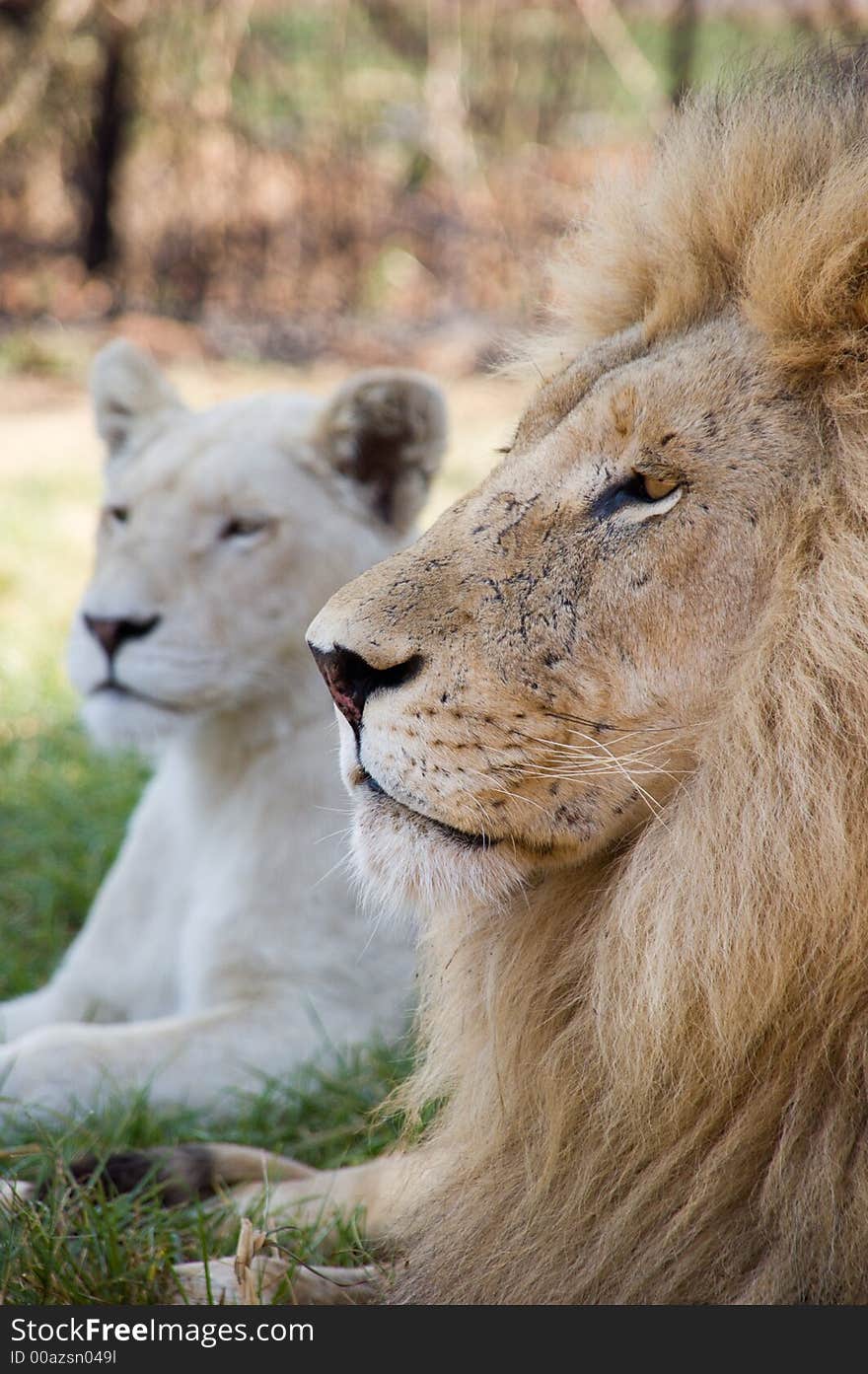 Yet another lion portrait, selective focus. Yet another lion portrait, selective focus