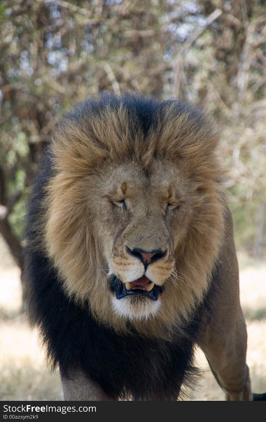 Is tired in a south african lion park. Is tired in a south african lion park