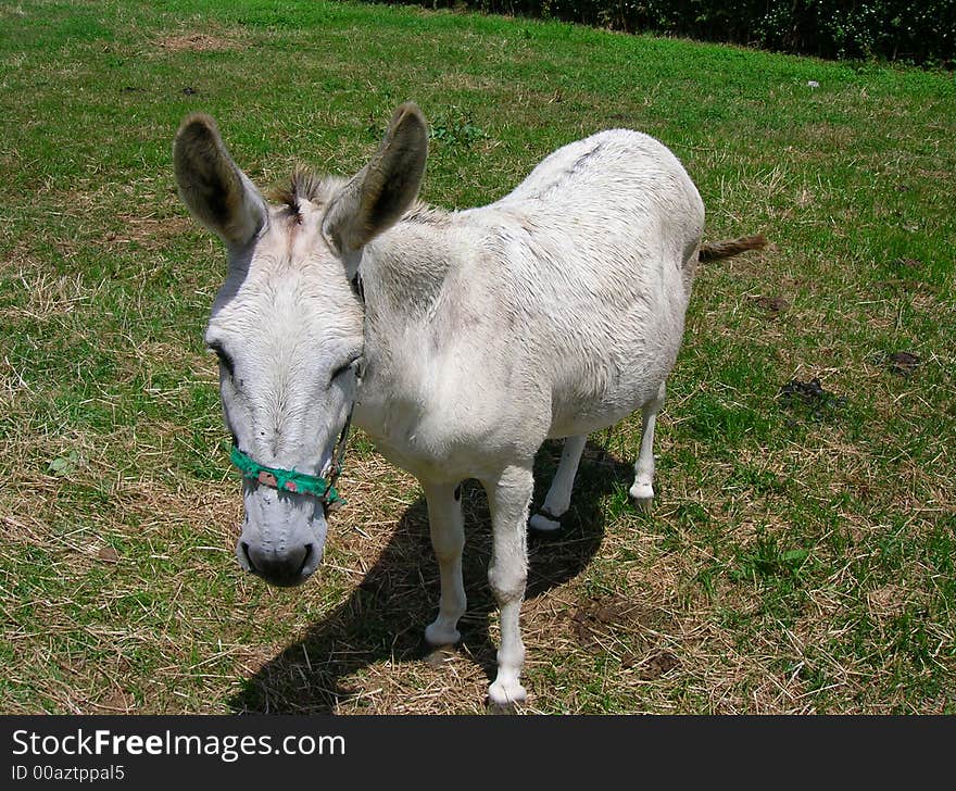 Quiet donkey registered in Faial island Azores