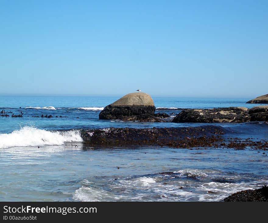 Seagull on the Rock