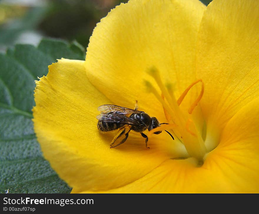 FLOWER AND BEE