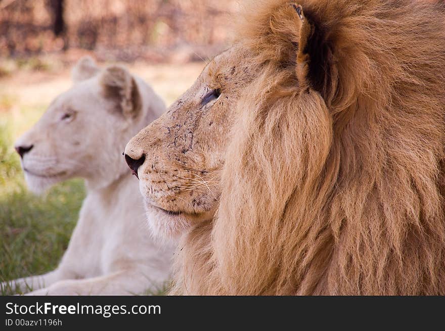 Lion and white lion resting at lunchtime. Lion and white lion resting at lunchtime