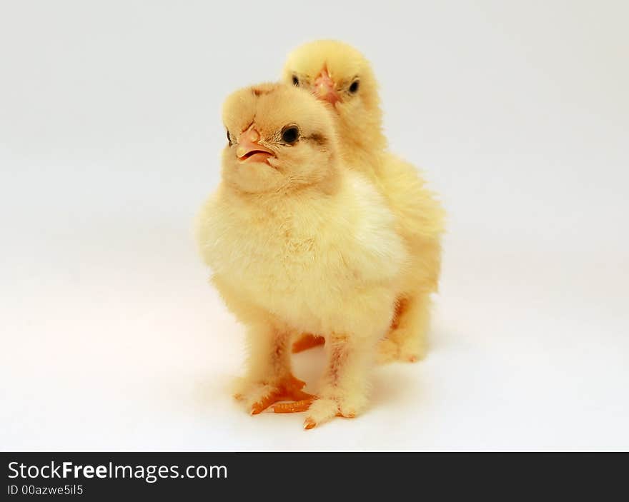 Yellow and soft newly born chicken