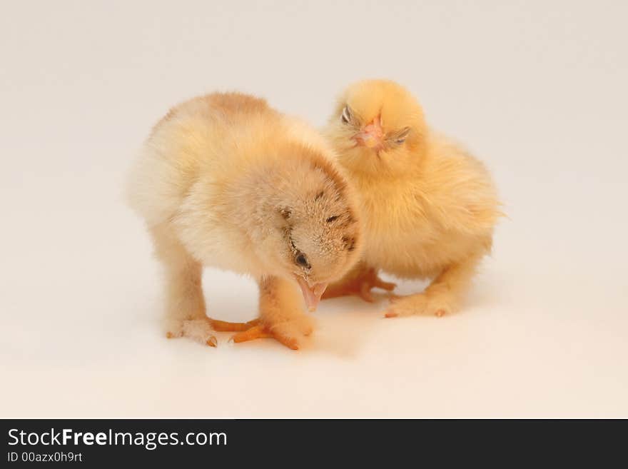 Two newly born chicken standing