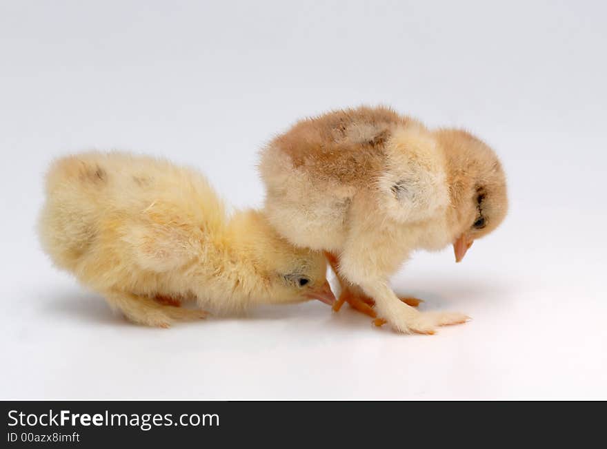 Newly born chicken on white background