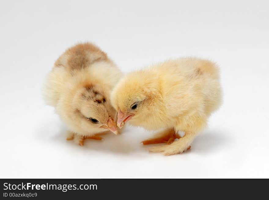 Tow newly born chicken on white background