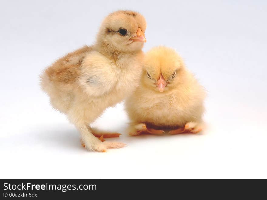 Newly born chicken on white background