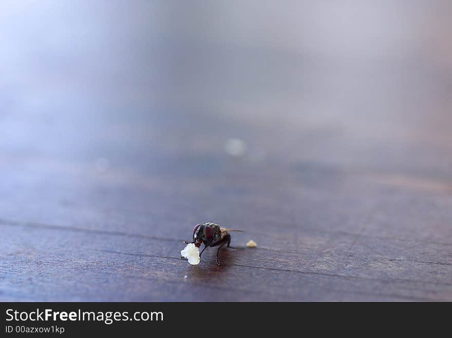 Fly eating a peace of bread on a table