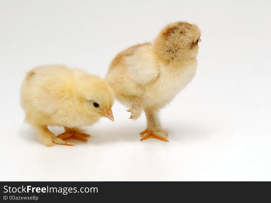 Two chicken on white background