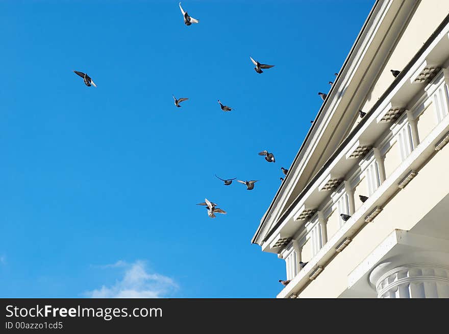 Flying pigeons