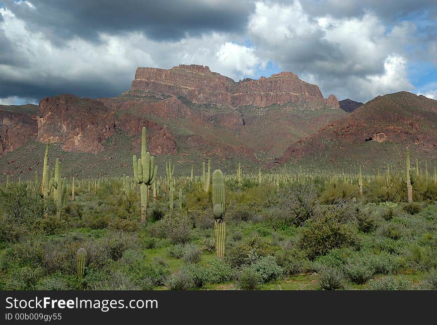 Saguaro Cactus and Mountains