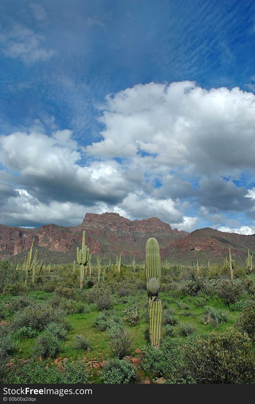 Saguaro Cactus and Mountains 2