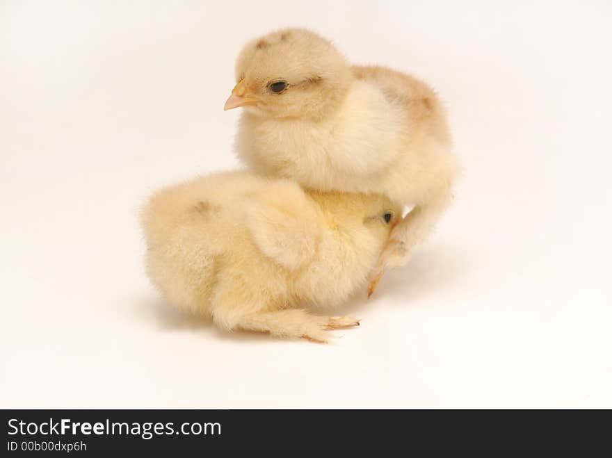 Newly born chicken on white background