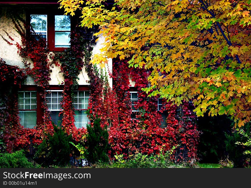 High contrast view of home in fall covered with creeping vines. High contrast view of home in fall covered with creeping vines