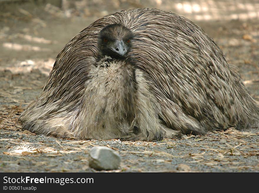 Emu slept to sleeping on ground. Emu slept to sleeping on ground