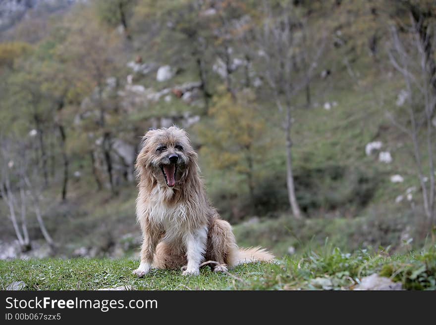 Dog seated