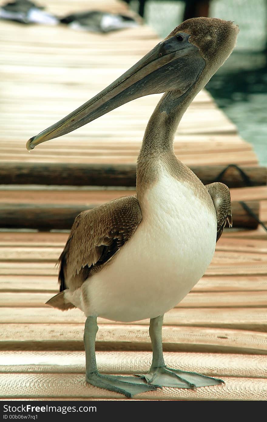 Pelican in the harbour waithing for food. Pelican in the harbour waithing for food