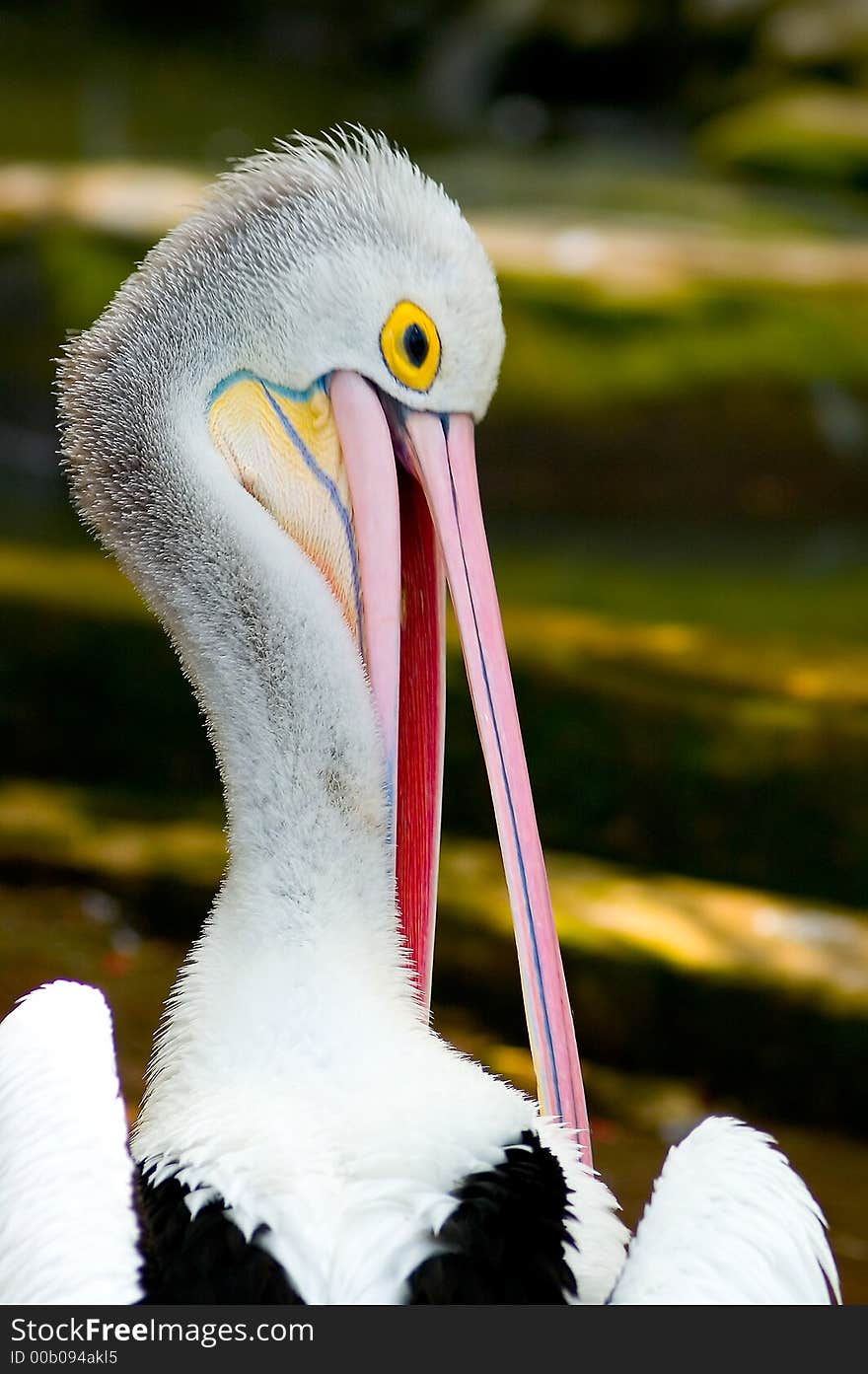 Pelican