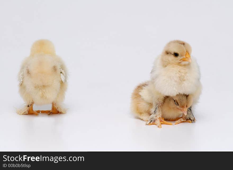 3 chicken on white background