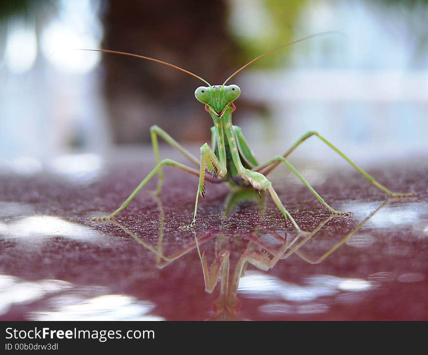 Praying Mantis