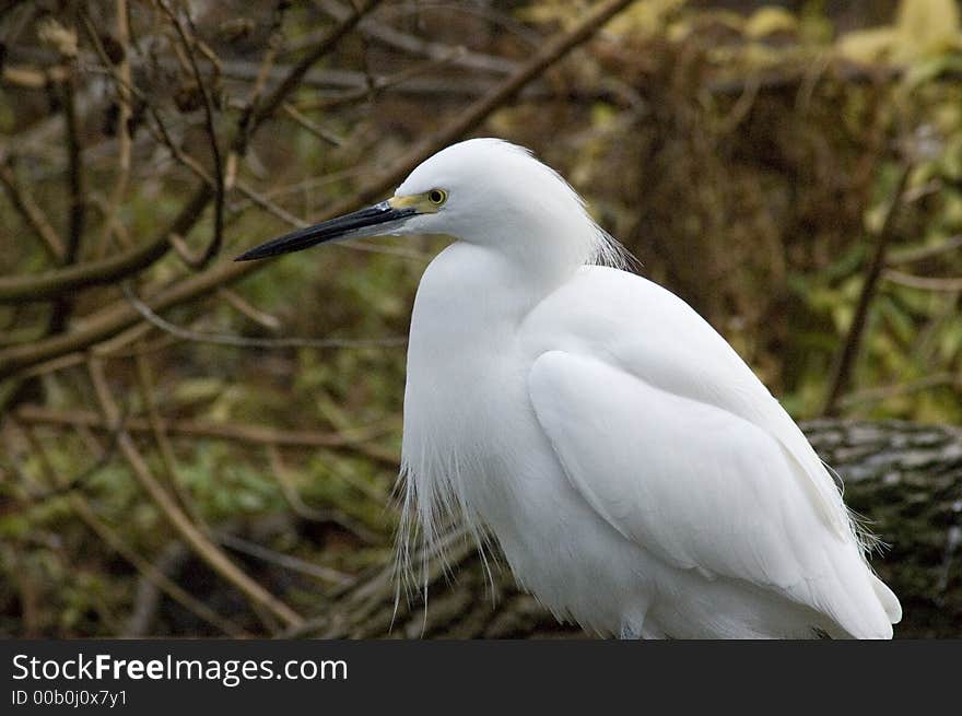 This is a picture of an egret on a log. This is a picture of an egret on a log.