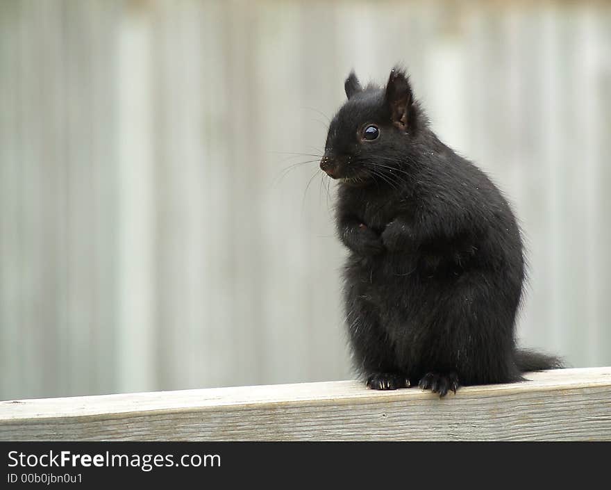 Black Squirrel