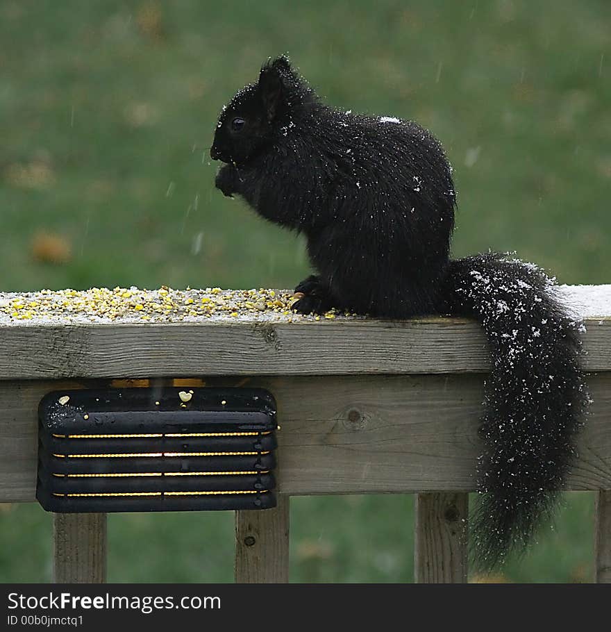 Black Squirrel