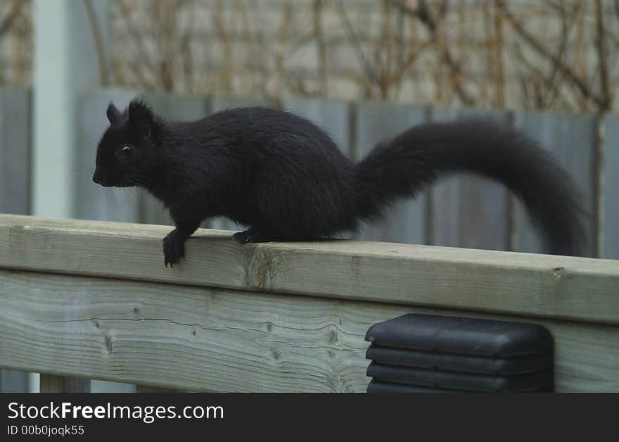 A black squirrel gets ready to jump from a railing.