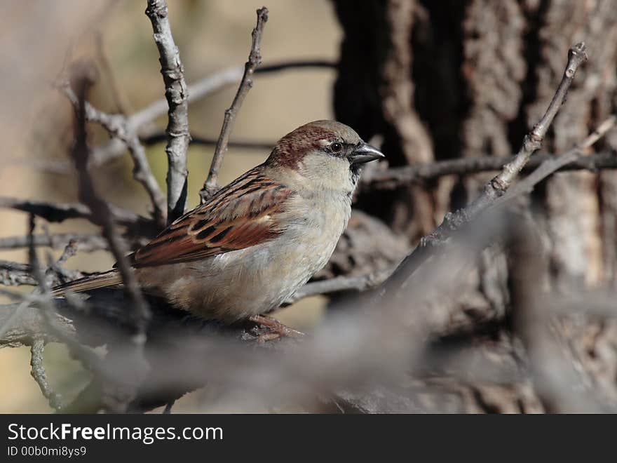 House Sparrow - Male