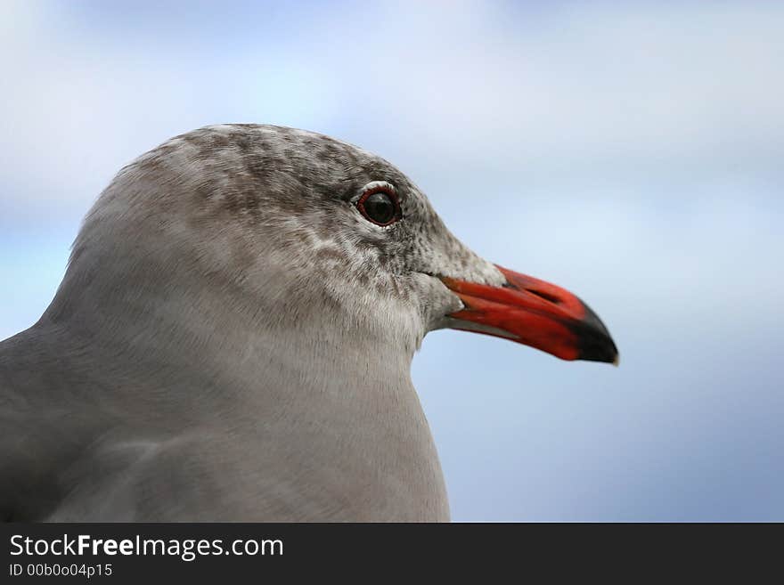 Sea Gull against Blue Sky. Sea Gull against Blue Sky