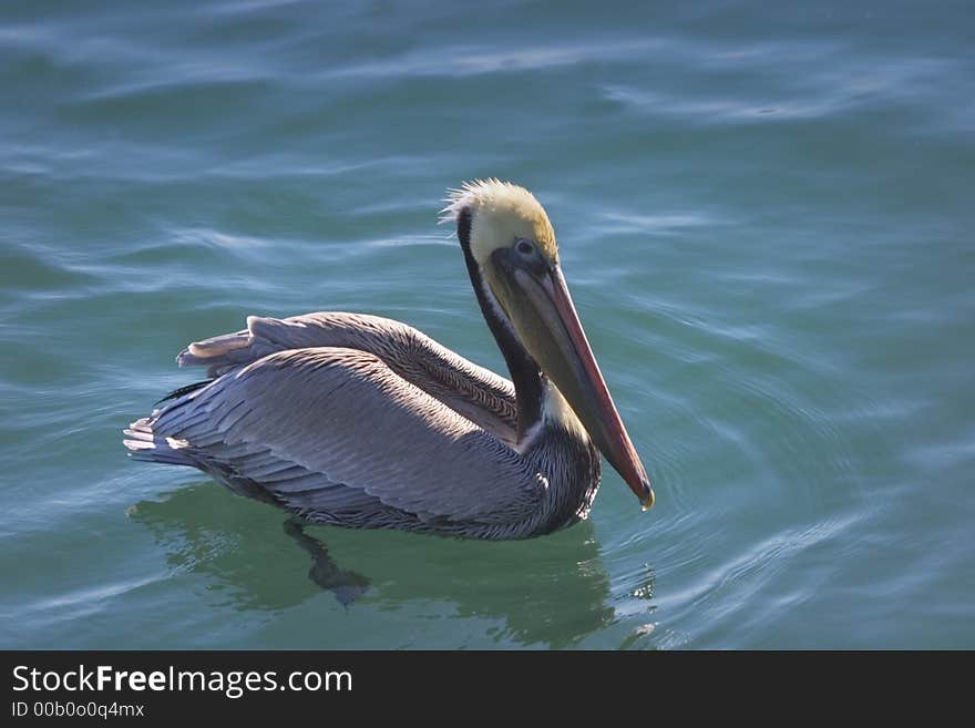 Pelican Wading