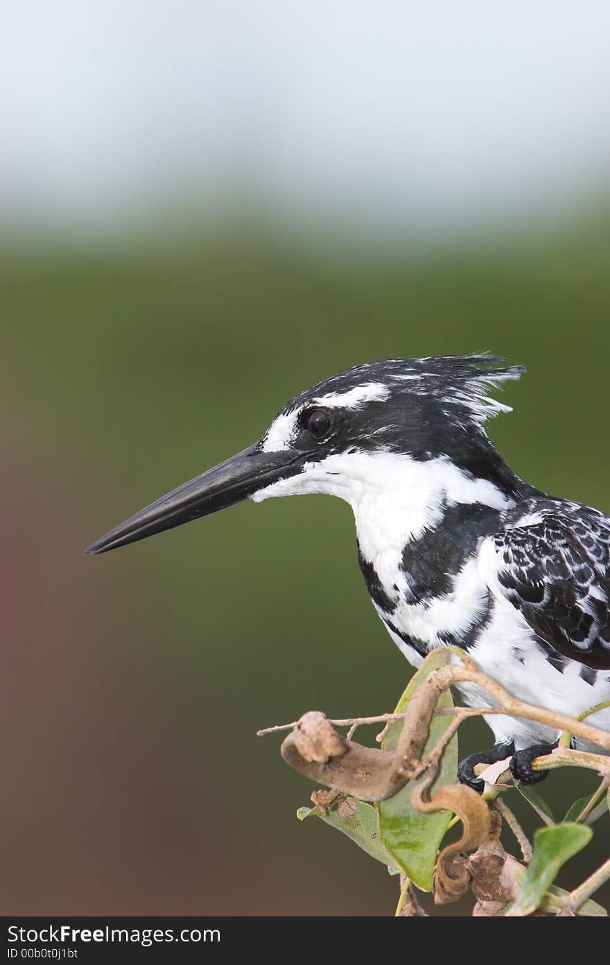 Pied kingfisher on a branch looking for something to eat, profile. Pied kingfisher on a branch looking for something to eat, profile