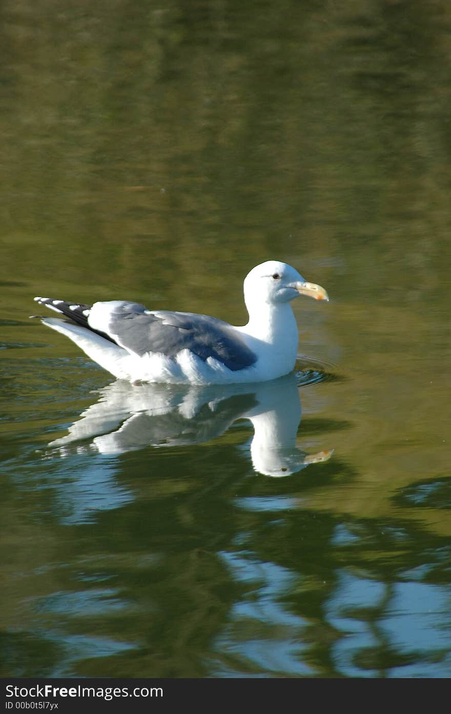 Reflection