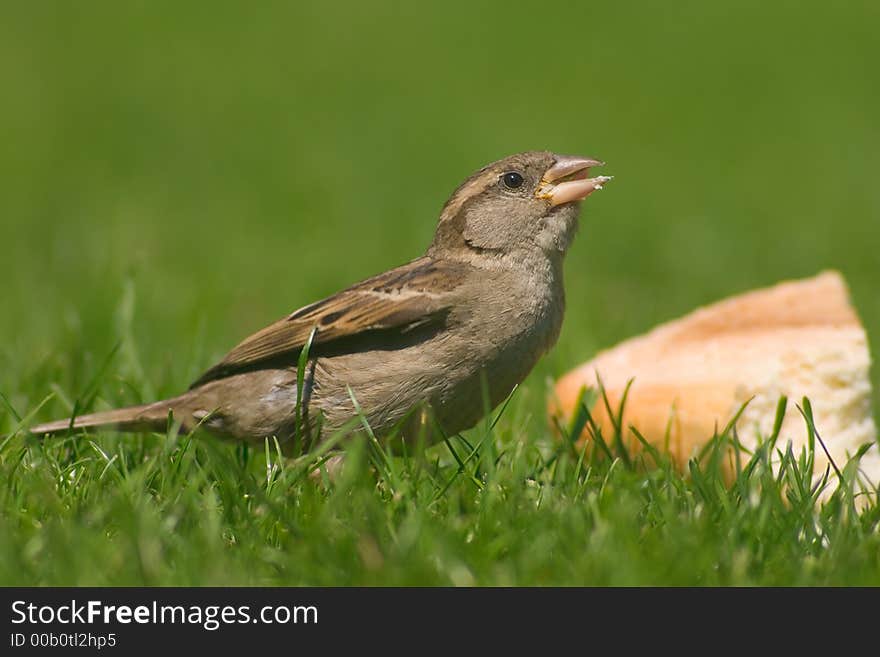 Bird overeating of bread on the green grass. Bird overeating of bread on the green grass