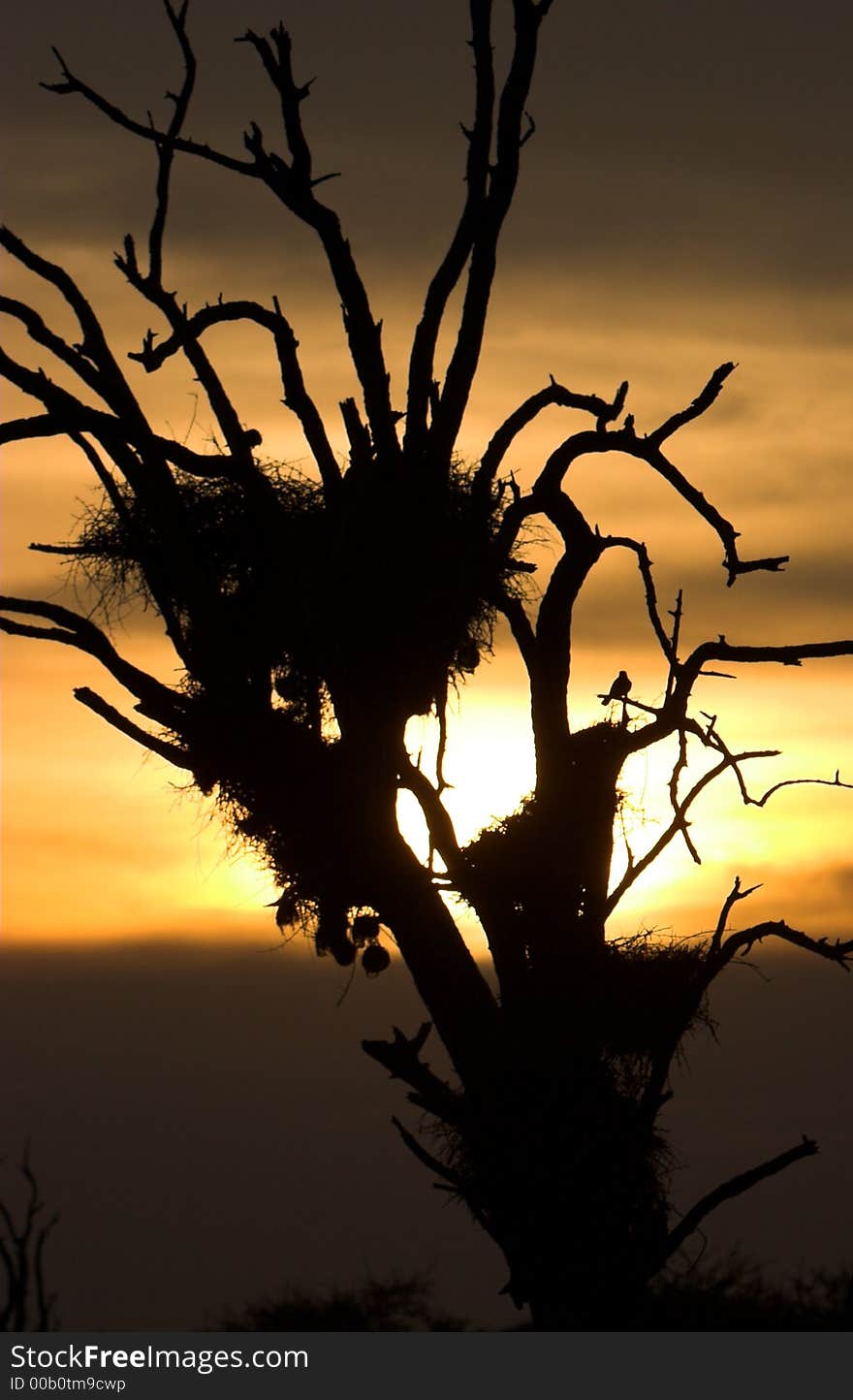 African sun setting through a dead tree with birds nests. African sun setting through a dead tree with birds nests