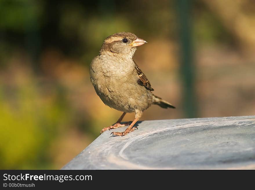 Sparrow bird