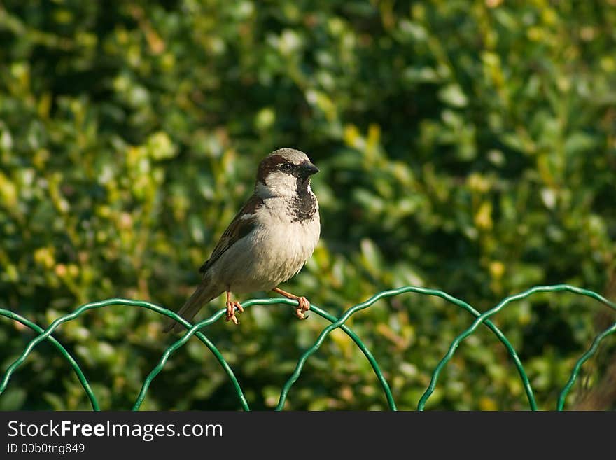 Sparrow bird on the fence