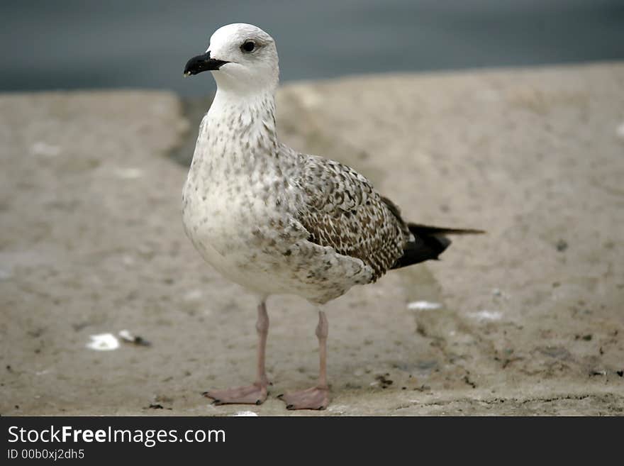 Curious Seagull on the stone