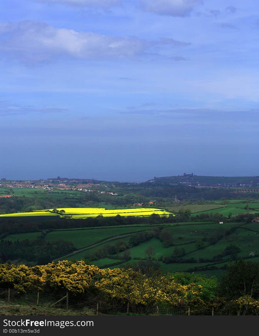 Yellow field near Whitby