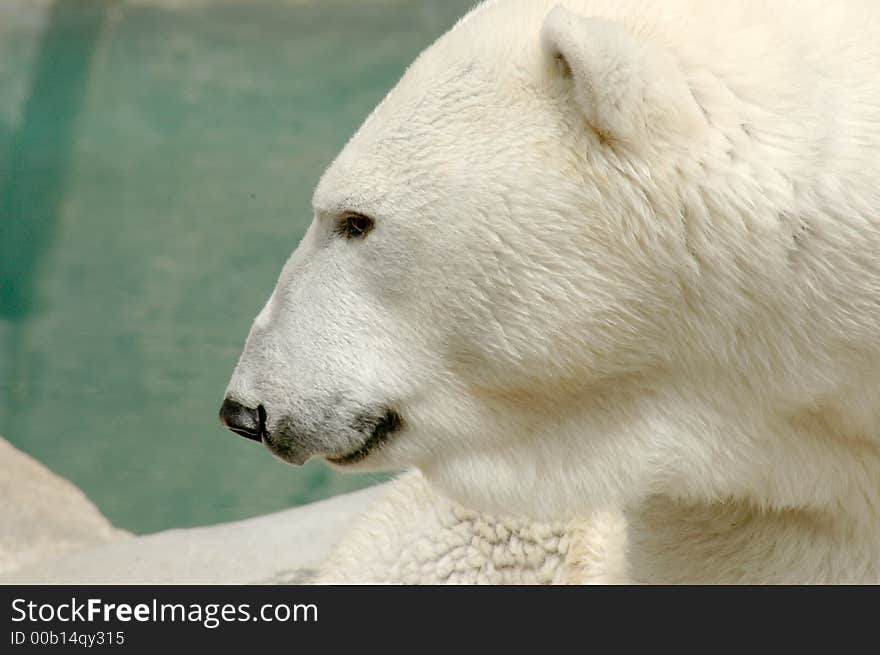 Side view of a polar bear in Brookfield Zoo. Side view of a polar bear in Brookfield Zoo