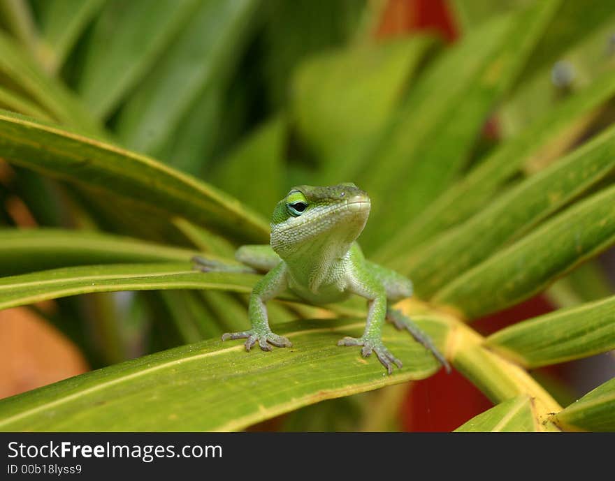 Cute green Anole lizard sitting on a leaf looking curious. Cute green Anole lizard sitting on a leaf looking curious