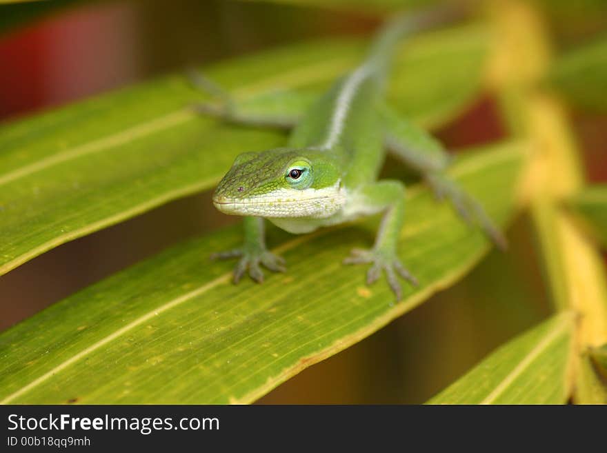 Green anole lizard sitting on tropical leaf. Green anole lizard sitting on tropical leaf