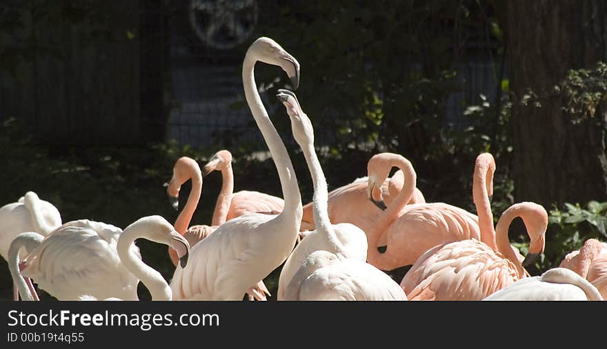 Flamingo in zoo in Riga