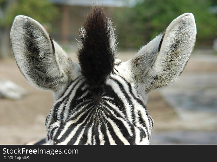 Zebra in zoo in Riga