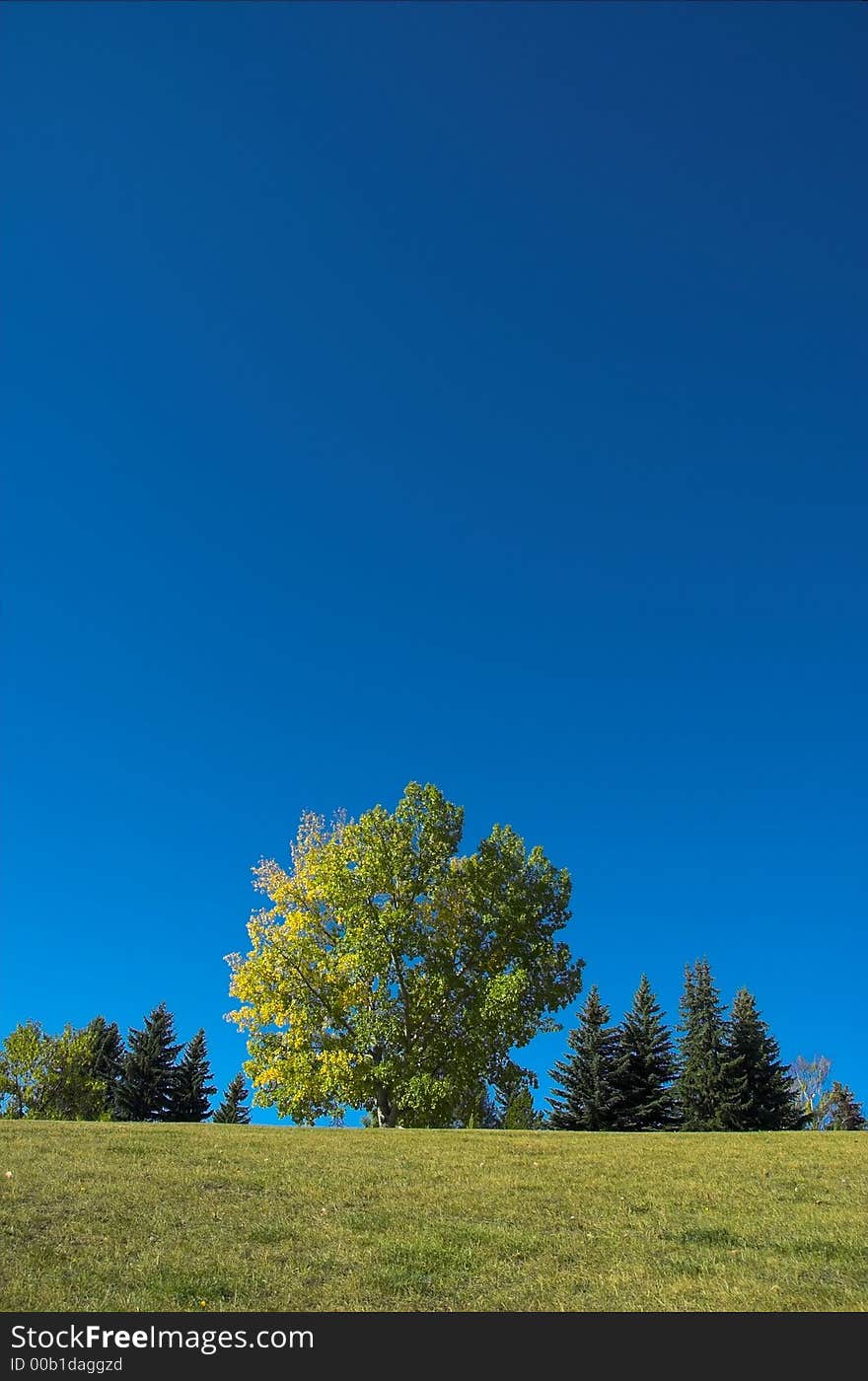 Lone tree against blue sky during fall season.