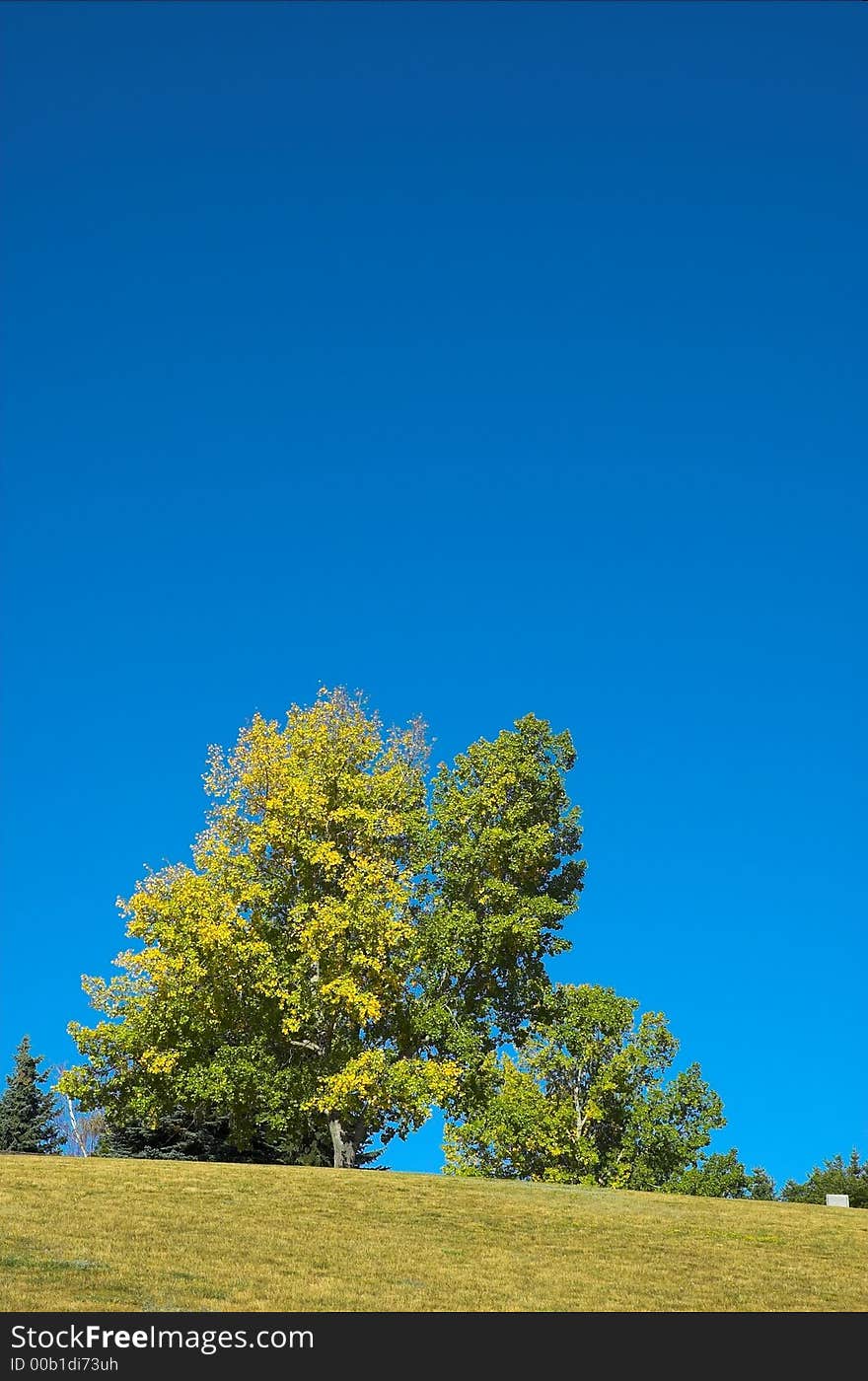 Lone tree against blue sky during fall seasonal changes.